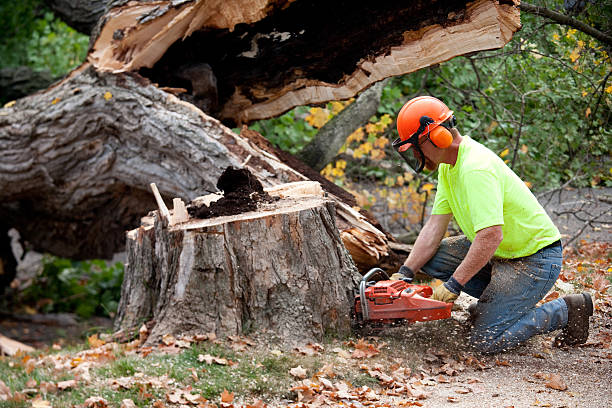 Best Leaf Removal  in Dunlap, TN