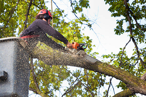 Best Tree Health Inspection  in Dunlap, TN